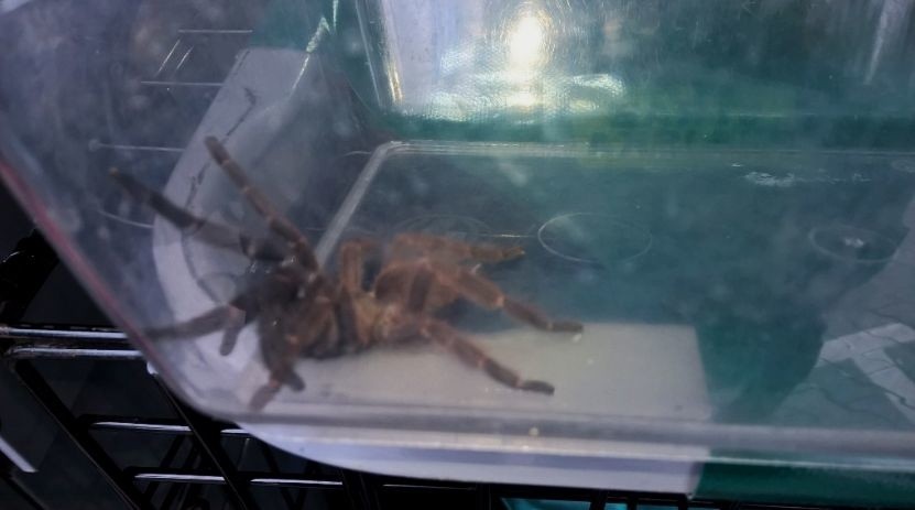 Wielki pająk ptasznik znaleziony w bloku w Poznaniu