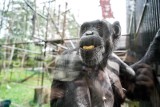 Szansa, by poznać szympansa. Wyjątkowe spotkanie w ZOO Gdańsk | ZDJĘCIA, WIDEO