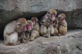Japonia zmaga się z plagą agresywnych małp. Pułapki nie pomagają