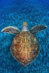 Żółwi klejnot, zdjęcie Hiszpana Jordiego Chiasa