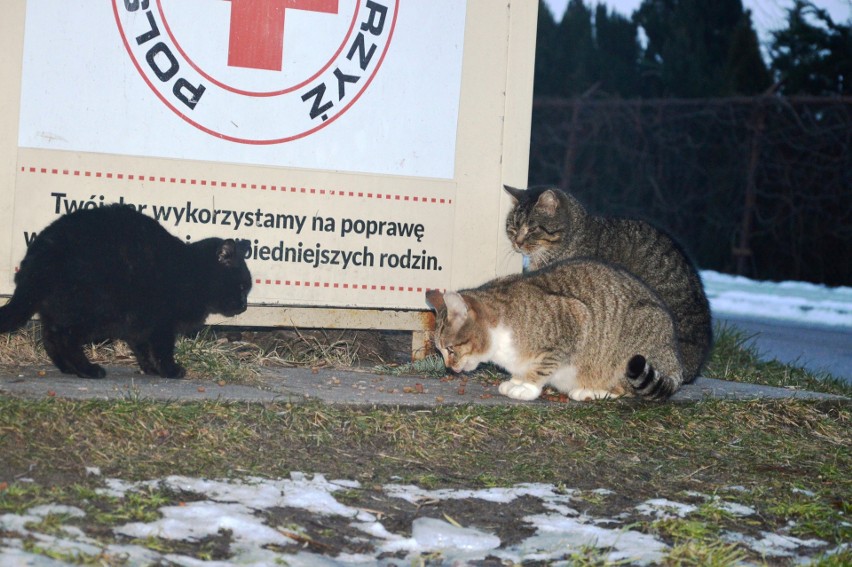 Oni mają wielkie serce do kotów. W Bytowie działają...