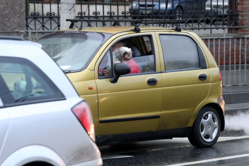 Pies podróżujący na kolanach kierowcy matiza jadącego ulicą...
