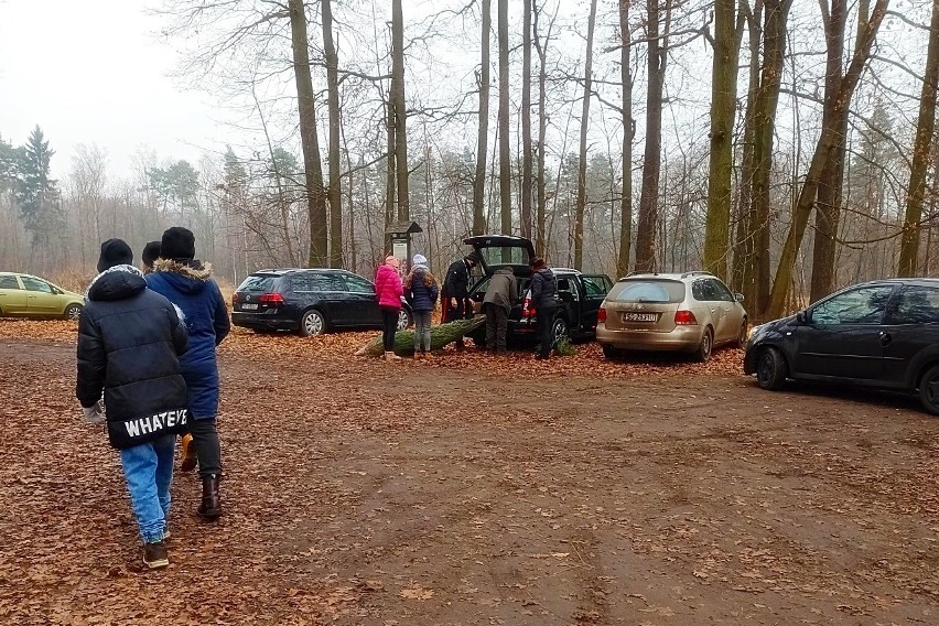 W Leśnictwie Grodziec możliwe jest własnoręczne ścięcie...