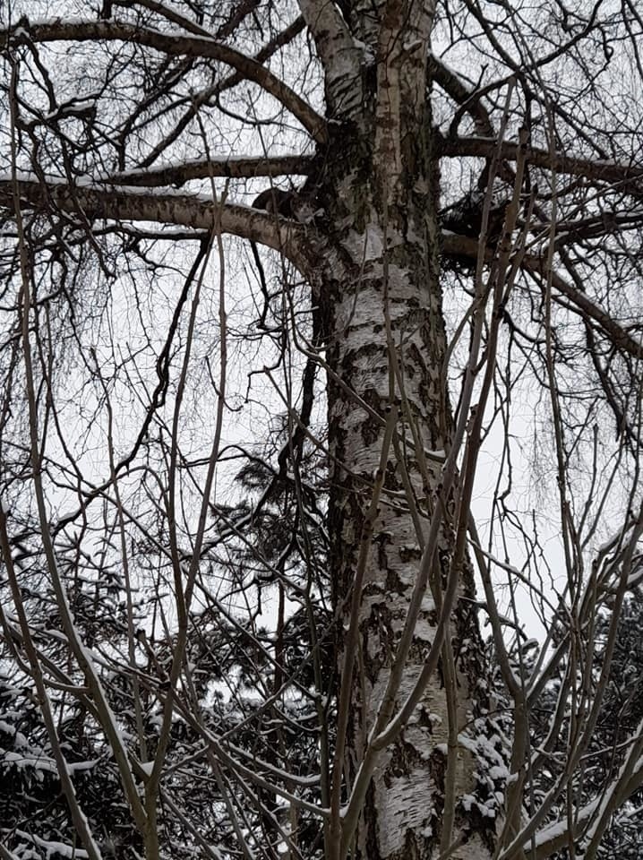 Strażacy z Dretynia i Miastka ratowali dzisiaj (16.01.2021)...