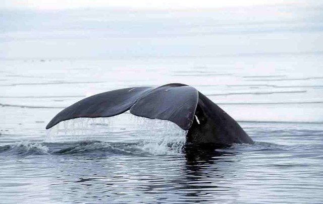 Naukowcy chcą wszczepić myszom geny grenlandzkich wielorybów