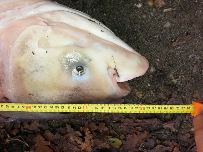 Taaaaaaka ryba wyłowiona z Odry. Miała aż 122 centymetry długości (FILM, ZDJĘCIA)