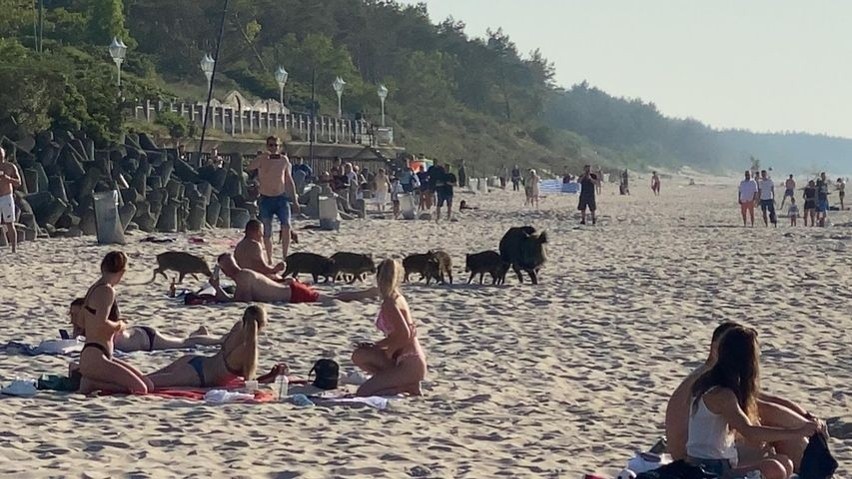 Rodzina dzików na plaży w Mielnie