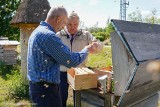 Białystok. Pierwsze miodobranie w pasiece miejskiej przy ul. Augustowskiej