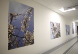 Poradnia Onkologiczna w szpitalu w Redłowie rozkwitła na wiosnę. Ozdabia ją galeria zdjęć