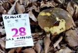 Pierwsze grzyby już są w śląskich lasach. Krasnoborowiki i inne grzyby w łabędzkim lesie w Gliwicach. Czy warto wybrać się latem na grzyby?