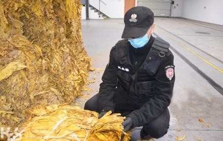 Obrowo. Tona suszu tytoniowego skonfiskowana przez służby celno-skarbowe. Zobaczcie zdjęcia
