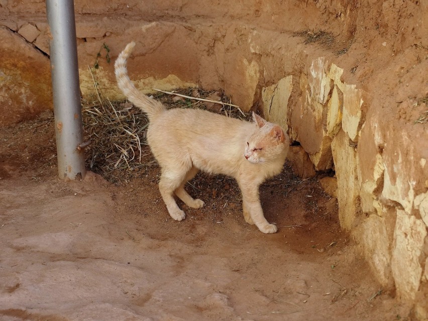 Saharyjskie koty pustynne mają często kolor piaskowy. Ait...