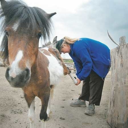 Kopyta trzeba wyczyścić codziennie