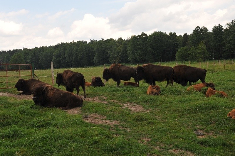 Akcja zbierania podpisów w Kurozwękach