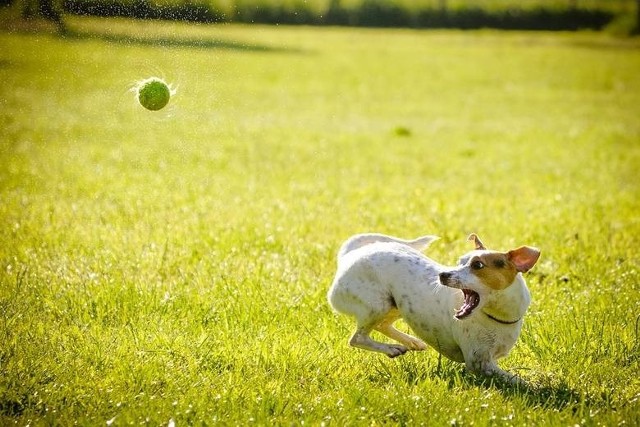W Chełmnie można już wyprowadzać psy na ogrodzonym terenie