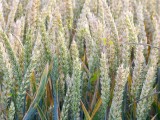 Dopłaty do pszenicy, jęczmienia i innych zbóż - co trzeba dołączyć do wniosku? Przygotuj to w oczekiwaniu na nabór 