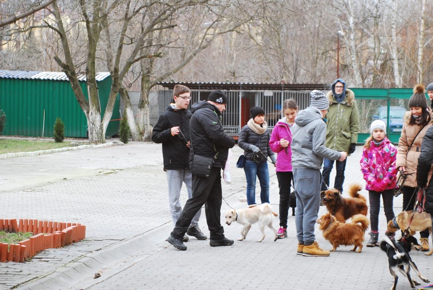 Dzień otwarty w schronisku dla zwierząt w Chorzowie