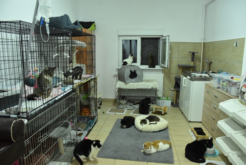 Koty ze szpitala prowadzonego przez TOZ w Człuchowie szukają domów! [ZDJĘCIA]