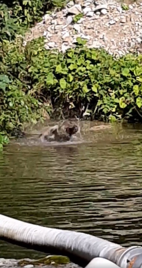 Tatry. Turysta nagrał, jak niedźwiadek kąpie się w potoku przy schronisku w Dolinie Chochołowskiej