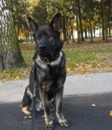 Policja z Brzegu ma nowego psa służbowego. Owczarek niemiecki o imieniu Nagłos właśnie rozpoczął służbę w tutejszej komendzie