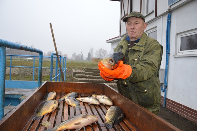 Opolskie ryby płyną już na wigilijne stoły [Galeria]Każdego dnia z Niemodlina wyjeżdża transport ryb, które trafiają do odbiorców w całej Polsce.