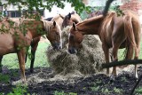 Jeźdźcy i konie też mają swoje drogi i przepisy - komentarz Jarosława Reszki
