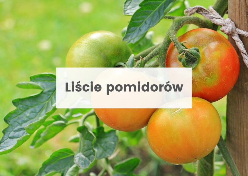 Na liście sposobów na mrówki są pomidory, a zwłaszcza ich...