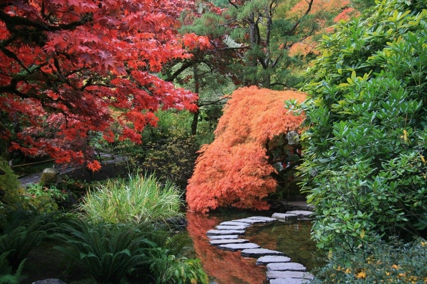 Założenie prawdziwego ogrodu japońskiego jest trudne, warto...