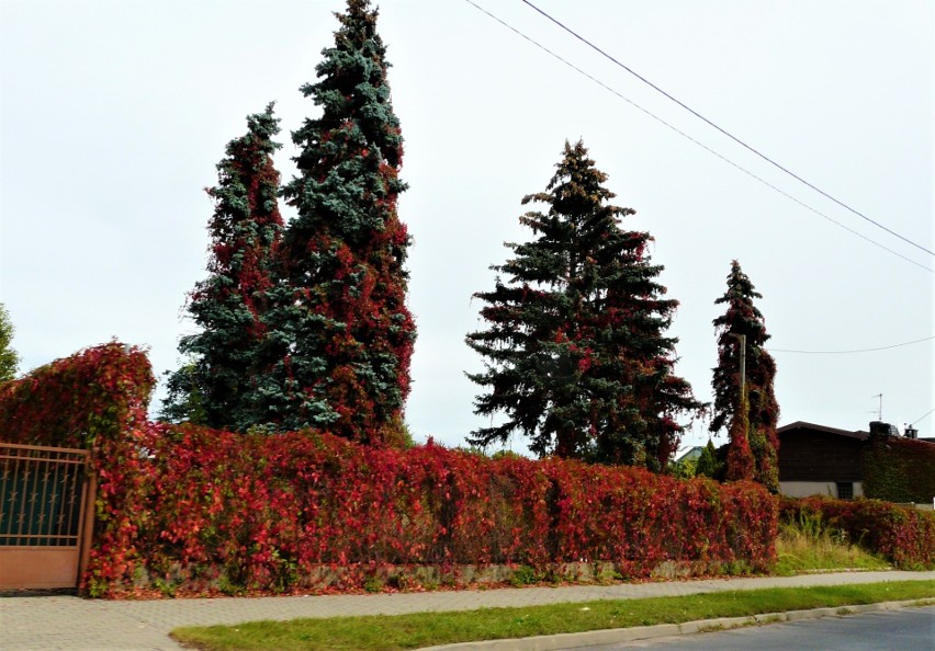 Pierwsze dni jesieni w Pabianicach. Drzewa zmieniają barwy ZDJĘCIA
