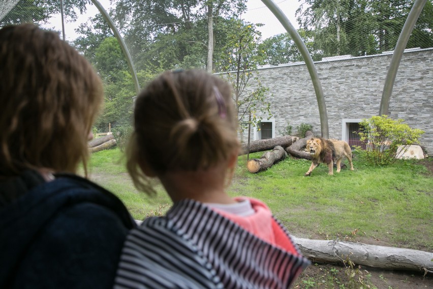 Zoo w Krakowie. Jaguary i lwy mają swój pawilon [ZDJĘCIA]