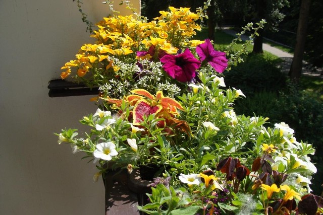 Wybierając kwiaty na balkon musimy uwzględnić to jakie warunki na nim panują. Przede wszystkim ważne jest nasłonecznienie.