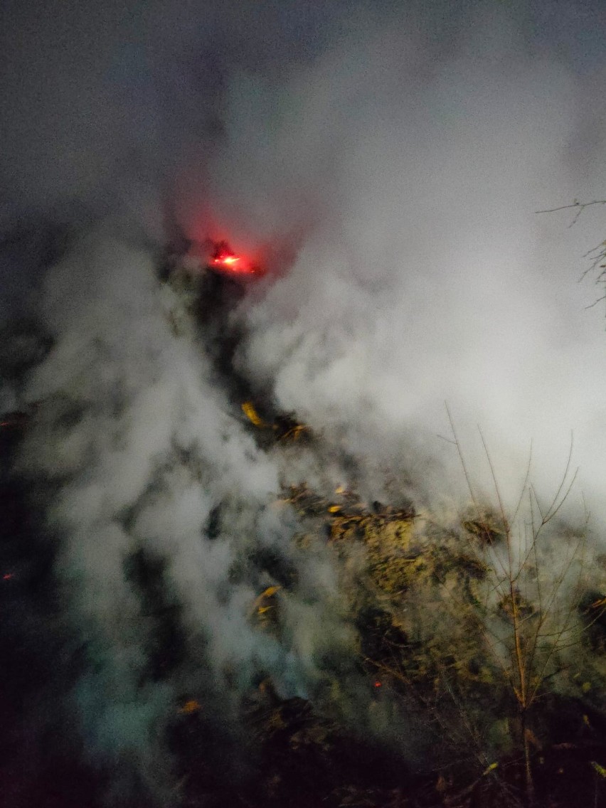 Pożar pryzmy drewna w zakładzie w Połańcu. W akcji kilkudziesięcu strażaków