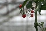 Pomidory dobre z natury. W Polsce i w Niemczech