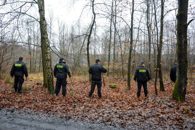 Policjanci z Krosna Odrzańskiegopo niespełna czterech godzinach odnaleźli w lesie 65-latkę. Kobiecie udzielono pomocy medycznej i przekazano pod opiekę lekarzom. W piątek (24 marca) przed południem krośnieńscy funkcjonariusze przyjęli zgłoszenie o zaginięciu 65-letniej mieszkanki Krosna Odrzańskiego. Zaniepokojona rodzina poinformowała, że kobieta jest osobą schorowaną, wyszła z domu i nie ma z nią żadnego kontaktu. Zorganizowano akcję poszukiwawczą, w którą włączyło się ponad 30 funkcjonariuszy. Pomagał także pies patrolowo-tropiący. Szybko uzyskane informacje pozwoliły założyć, w jakim kierunku i gdzie mogła udać się poszukiwana kobieta. Mundurowi przeczesywali tereny leśne. Właśnie w jednym z lasów pobliskiej miejscowości Bielów krośnieńscy funkcjonariusze odnaleźli 65-letnią kobietę, której została udzielona niezbędna pomoc medyczna do czasu przyjazdu załogi karetki pogotowia ratunkowego. Mieszkanka Krosna Odrzańskiego została przewieziona do szpitala. Ustalane są przyczyny zaginięcia kobiety. Zobacz też: Porwana 12-latka z Golczewa. Trwają policyjne poszukiwania porywaczy