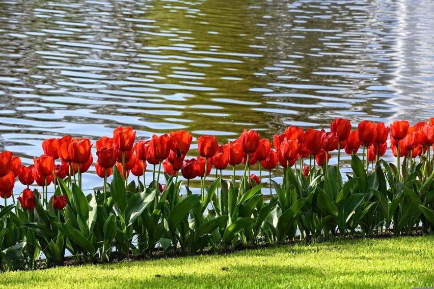 Najlepsze dla tulipanów jest stanowisko w pełnym słońcu,...