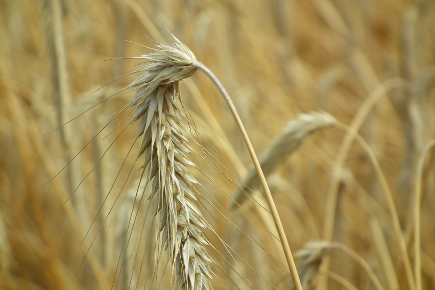 Ceny zbóż przed świętami 2019. Ile płacą w skupach w Kujawsko-Pomorskiem?