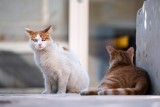 Oto najmądrzejsze rasy kotów. Ich inteligencja potrafi zaskakiwać. Sprawdź jakie koty znalazły się na liście! 9.02.2023