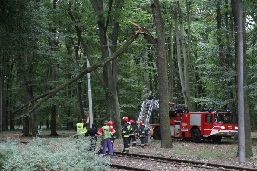 Wrocław: Nie jeździły tramwaje na Sępolno. Drzewo spadło na trakcję