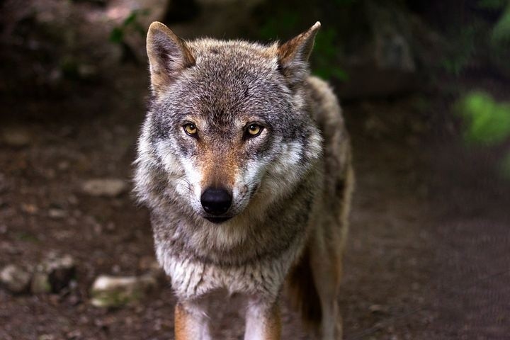 Wilki zagryzły dwa psy na terenie gminy Korzenna. Leśniczy proszą, by nie panikować, ale dobrze zabezpieczać swój inwentarz