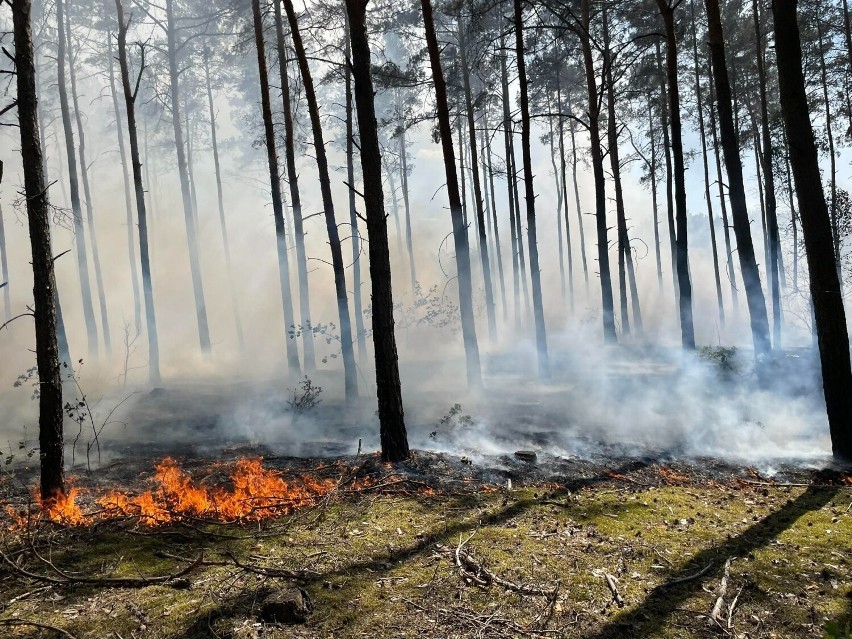 Pożarem objęty był blisko hektar lasu oraz pozostałości po...