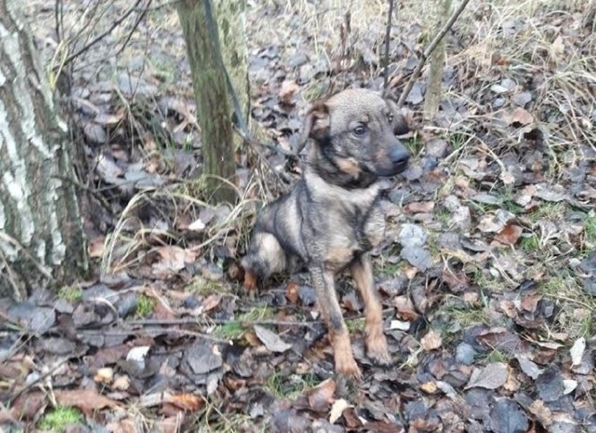 Porzucony pies został znaleziony na Velostradzie w Jaworznie