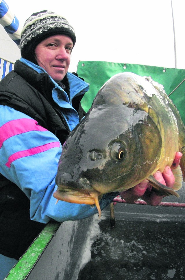 Karp królewski, najpopularniejsza polska ryba, swój rodowód ma w Kaniowie, niewielkiej miejscowości w gminie Bestwina