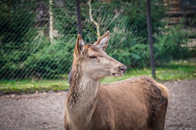 Akcent ZOO w Białymstoku. Dlaczego nie wolno dokarmiać zwierząt w ogrodzie zoologicznym?