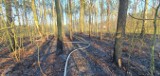 Pożar lasu w Sołtykowie pod Radomiem. Spłonęły cztery hektary poszycia leśnego