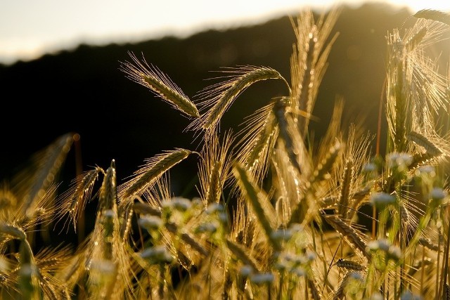 Ukraina jest jednym z największych producentów zboża na świecie.