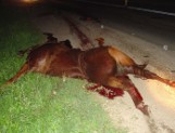 Konie wbiegły pod samochód, piłkarz zginął. Odpowiedzialni zapłacą po 200 złotych (zdjęcia)