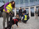 OiFP. Psiaki w miejskiej dżungli - poznaj i pomóż psom z białostockiego schroniska (zdjęcia)