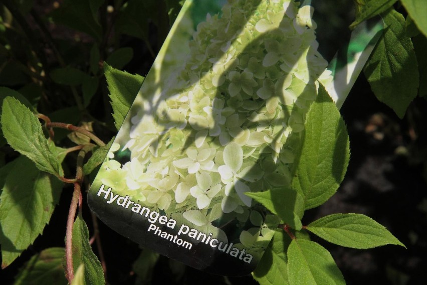 Hortensje, rośliny środziemnomorskie i motylkowe. Charakterystyka i warunki uprawy