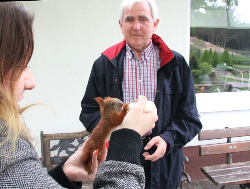 Trzy małe wiewiórki uratowane koło Kielc przez młodą parę