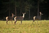 W podkarpackich lasach przybywa dzikiej zwierzyny. Tropienie, fotopułapki, zdjęcia - to metody liczenia zwierząt 